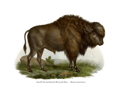 American Bison by German School